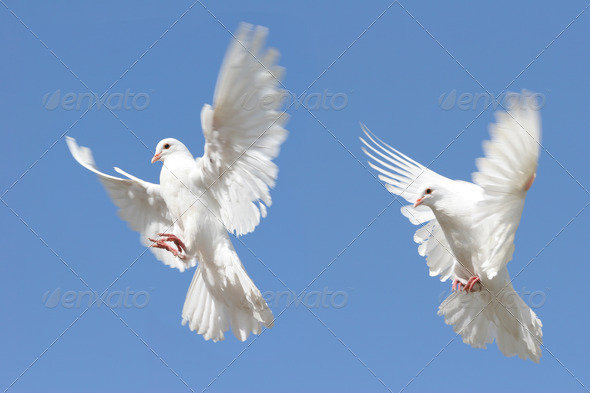 Stock Photo - PhotoDune White dove in flight 864461 Stock Photo - PhotoDune White dove in flight 864461