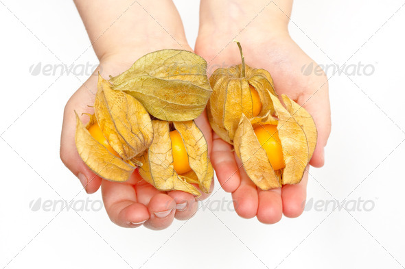 Physalis - Stock Photo - Images