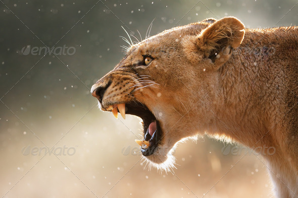 Lioness Teeth - Stock Photo - Images