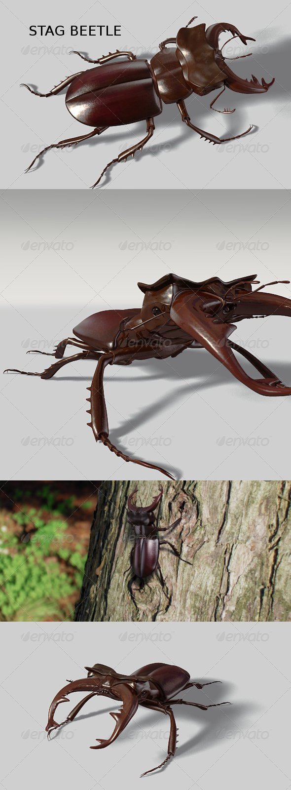 Stag beetle - 3DOcean Item for Sale