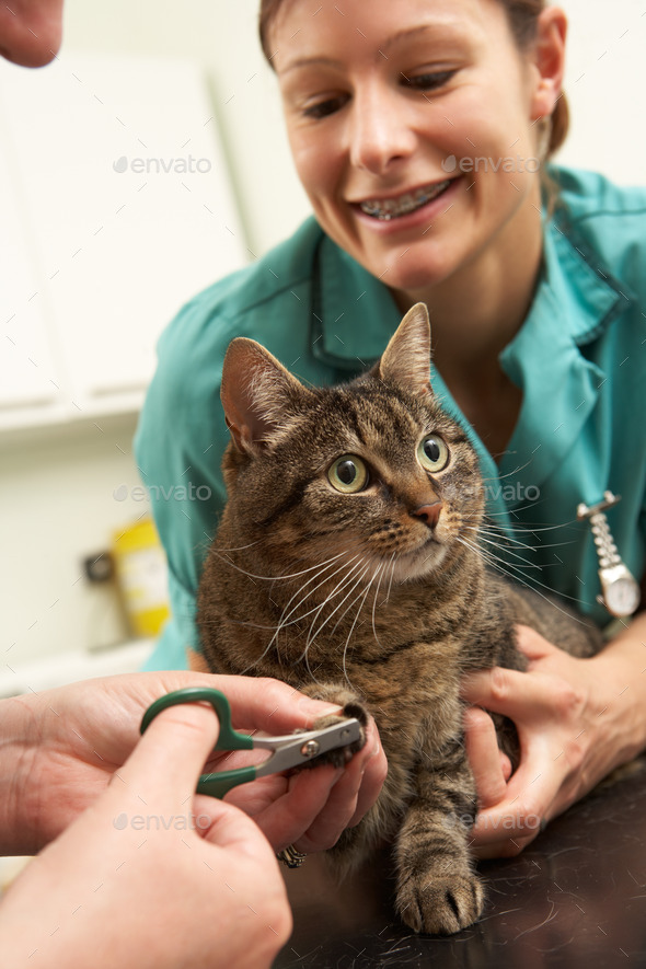 Female veterinary surgeon and nurse examining cat in surgery.

