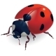 Ladybug. (Lat. Coccinellidae) Ladybug. (Lat. Coccinellidae) - GraphicRiver Item for Sale