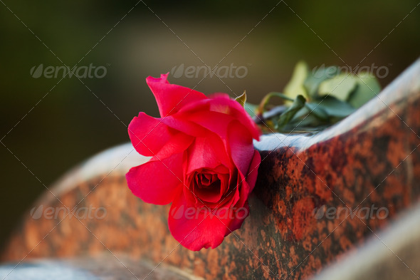 Stock Photo - PhotoDune Rose On The Tombstone 1171535 Stock Photo - PhotoDune Rose On The Tombstone 1171535