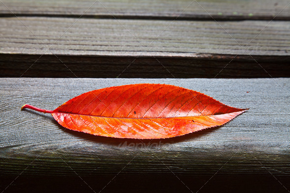 All Alone (Red Fall Leaf) - Stock Photo - Images