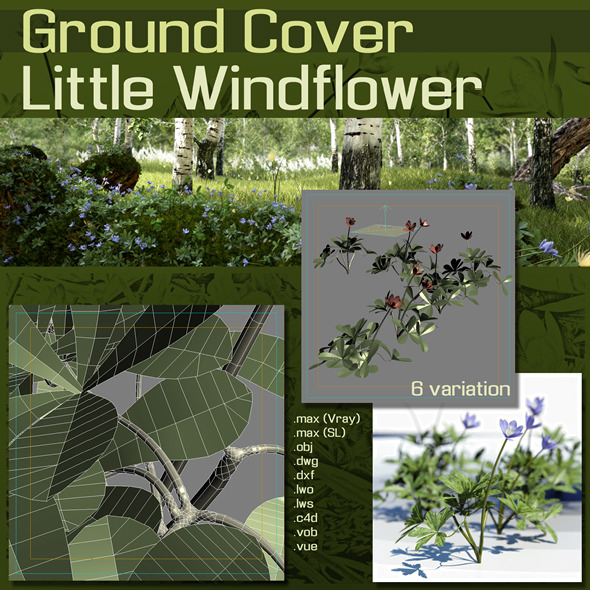 Ground Cover : Windflower - 3DOcean Item for Sale