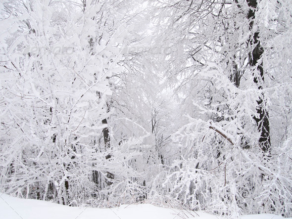 Snowy forest - Stock Photo - Images