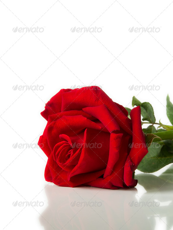 Red rose laying on White background - Stock Photo - Images