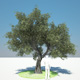 Olive Tree Olive Tree - 3DOcean Item for Sale