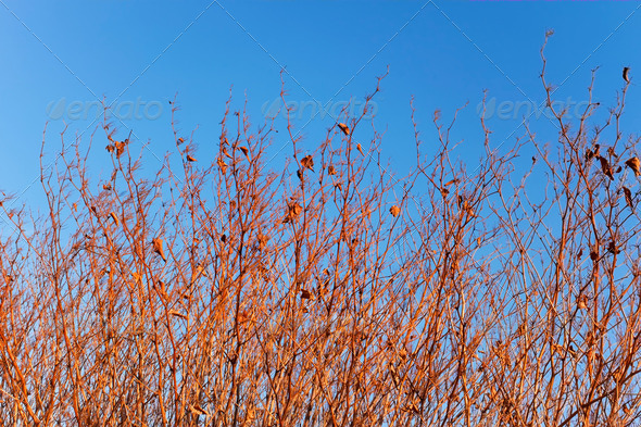 Dried grassy plants - Stock Photo - Images