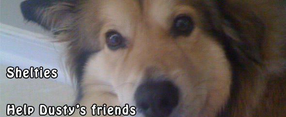 Shelties