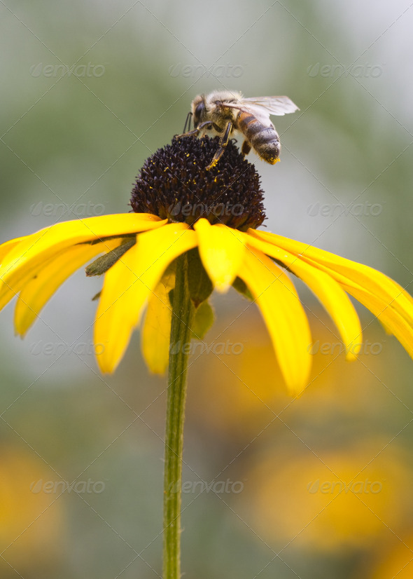 Bee on a Flower - Stock Photo - Images