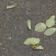 Leaves on Sand 2 - 3DOcean Item for Sale