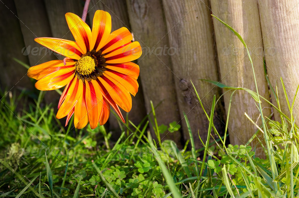 Flower on fence - Stock Photo - Images