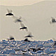 Frozen Sea Gulls 5