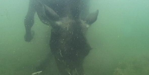 VideoHive Cow Moose Underwater 1583181 VideoHive Cow Moose Underwater 1583181