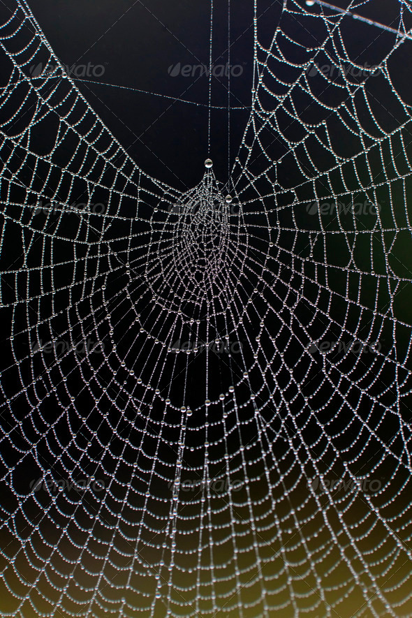Dewy Spiders Web - Stock Photo - Images