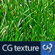 Grass Texture II - 71
