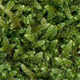 Moss 01 - High Res Set - 3DOcean Item for Sale