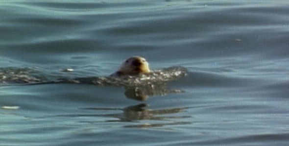 Otter Swim