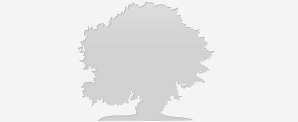 Olivenbaum