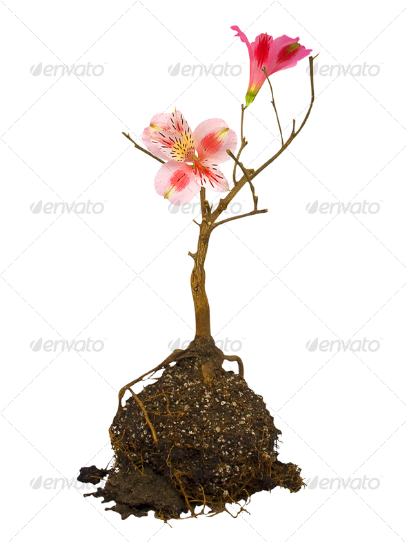 Dry tree - Nature & Animals Isolated Objects