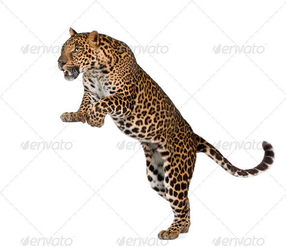 Leopard, Panthera pardus, in front of white background, studio shot - Stock Photo - Images