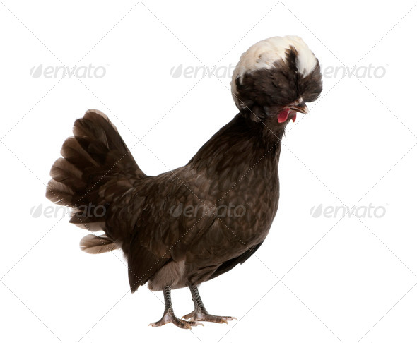 dwarf rooster