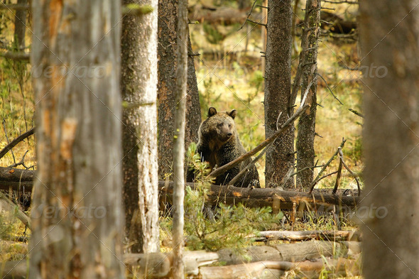 Bear - Stock Photo - Images