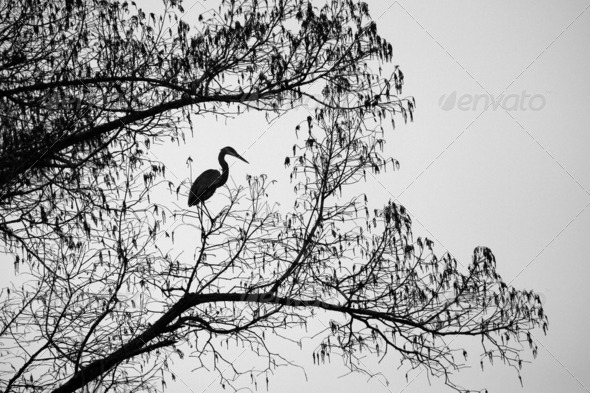 Grey Heron Perched on a Tree - Stock Photo - Images
