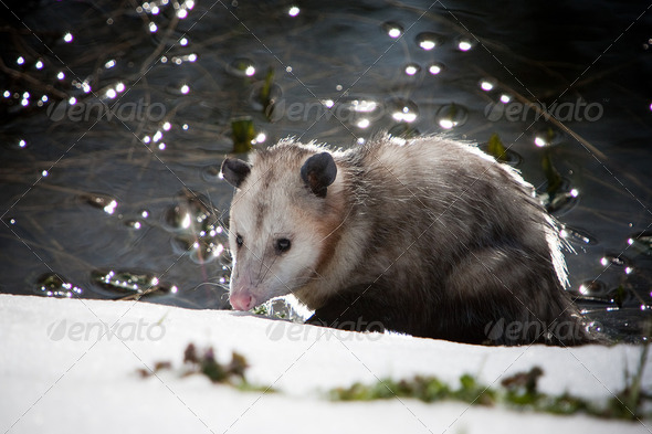 Opossum Hunting by Water - Stock Photo - Images