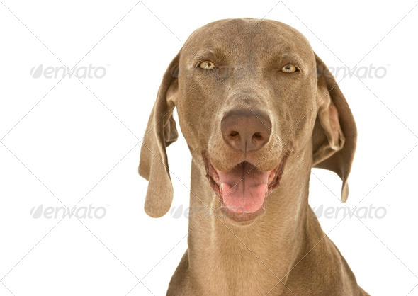 Happy Weimaraner dog - Stock Photo - Images
