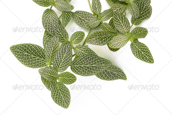 Nerve Plant - Stock Photo - Images
