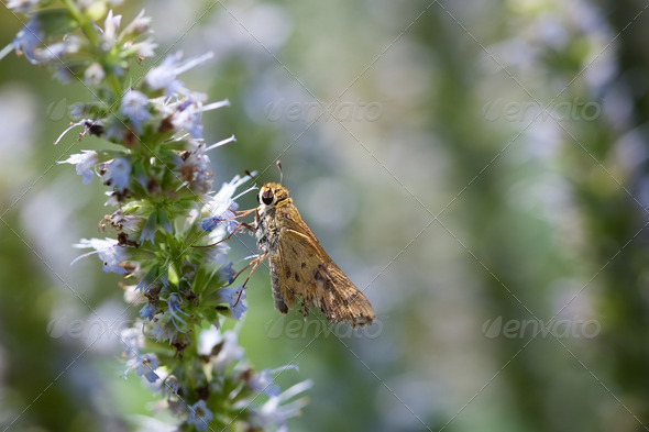 Moth - Stock Photo - Images