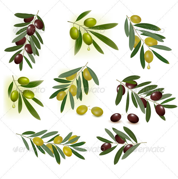 Set of green and black olives. Vector illustration - Flowers & Plants Nature