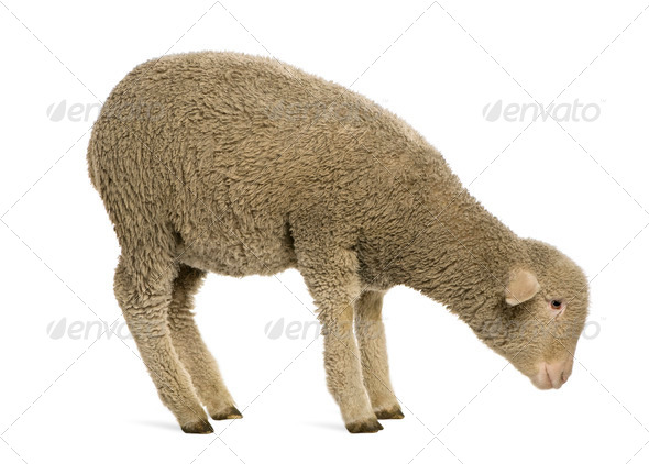View Merino Sheep Physical Characteristics Pics