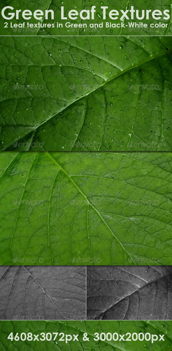 Green Leaf Textures - Nature Textures