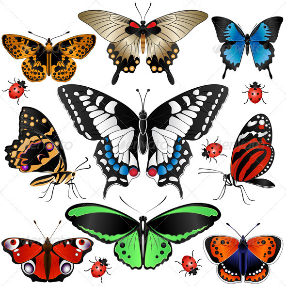 GraphicRiver Collection of Butterflies 2531462 GraphicRiver Collection of Butterflies 2531462