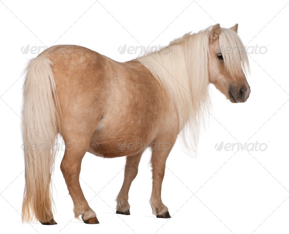 Palomino Shetland Ponies