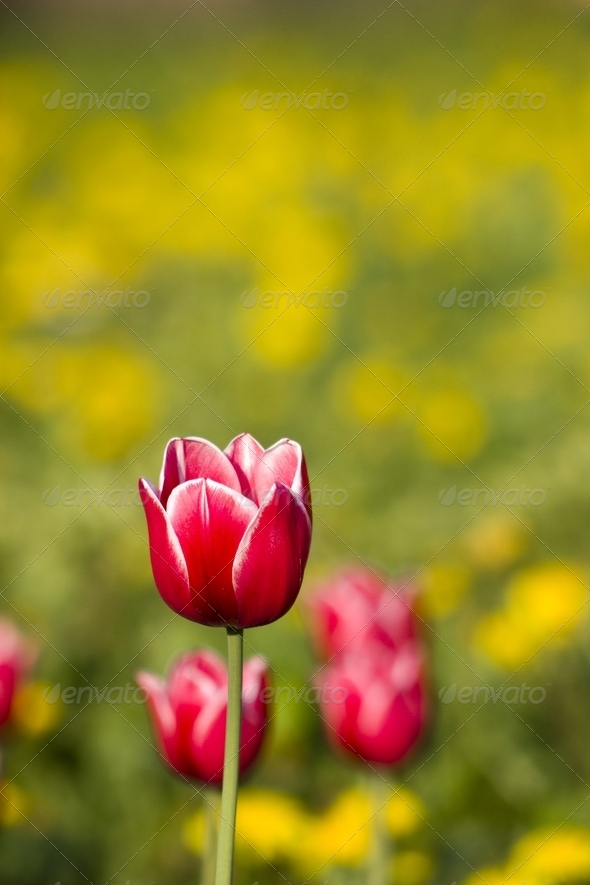 Bright red tulip - Stock Photo - Images
