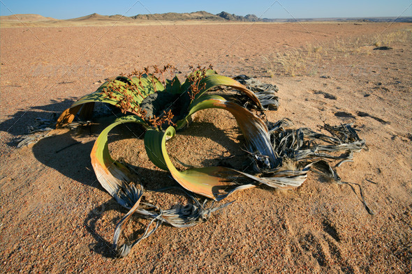 Welwitschia, Namib desert - Stock Photo - Images