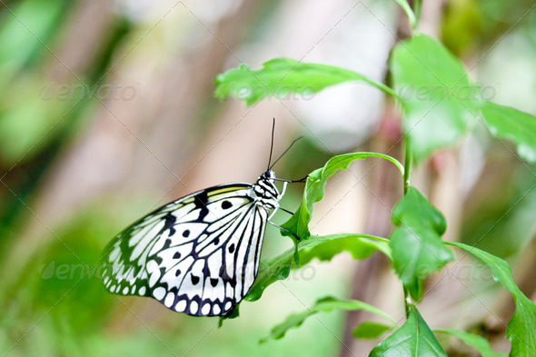 butterfly Idea leuconoe clara - Stock Photo - Images