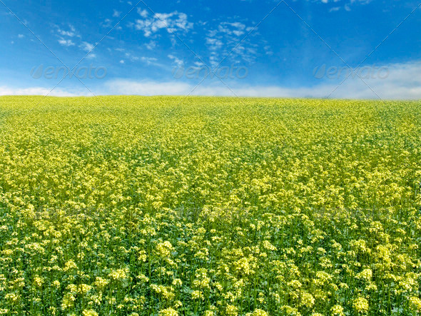 rape field and sky - Stock Photo - Images