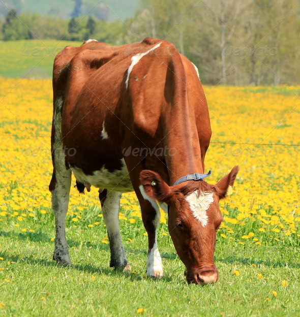 A cow eating in a field of dandelion - Stock Photo - Images