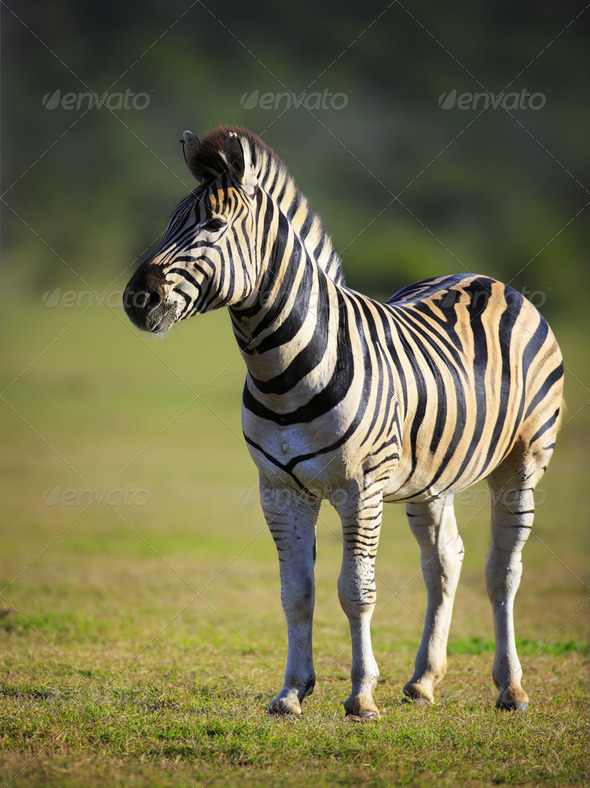 Zebra - Stock Photo - Images