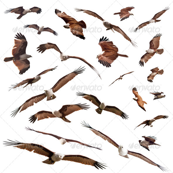 Brahminy Kite - Stock Photo - Images