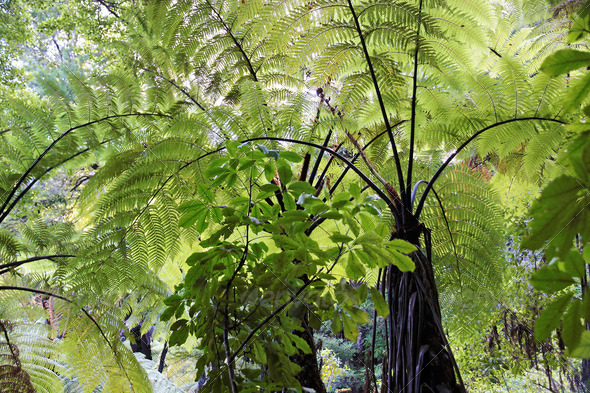 Fern trees in the Abel Tasman National Park - Stock Photo - Images