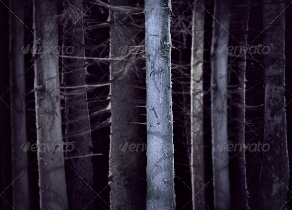 Spooky forest - Stock Photo - Images