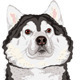 Sketch Akita Inu Japanese Dog smiles - 2
