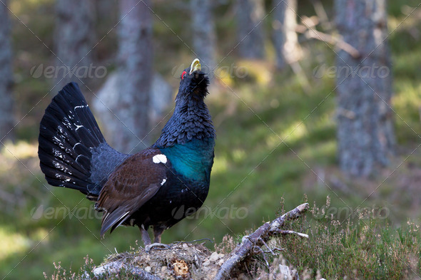 Capercaillie Tetrao urogallus adult male displaying - Stock Photo - Images