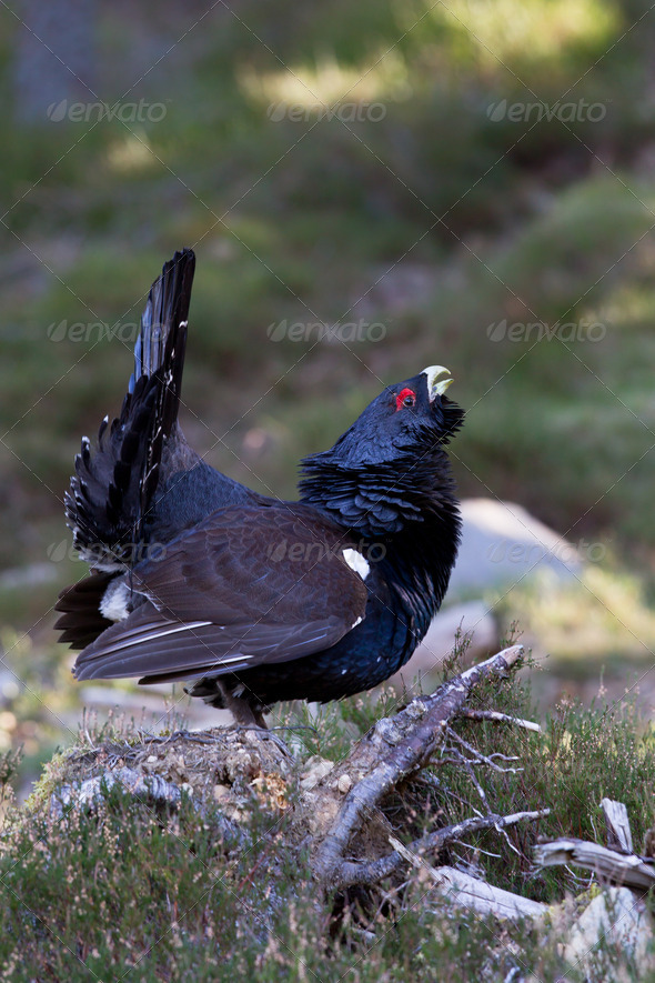 Capercaillie Tetrao urogallus adult male displaying - Stock Photo - Images